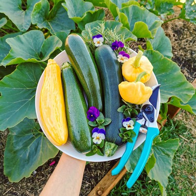 Growing Zucchini