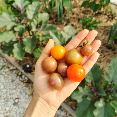 Tomato Growing Tips