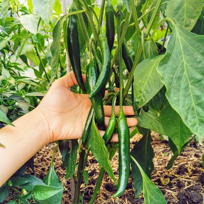 Growing Chilli