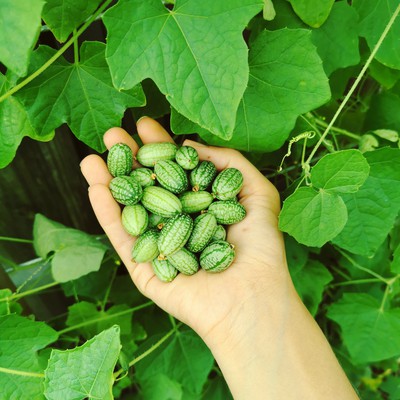 Growing Cucamelon