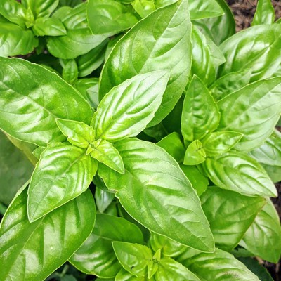 Image basil