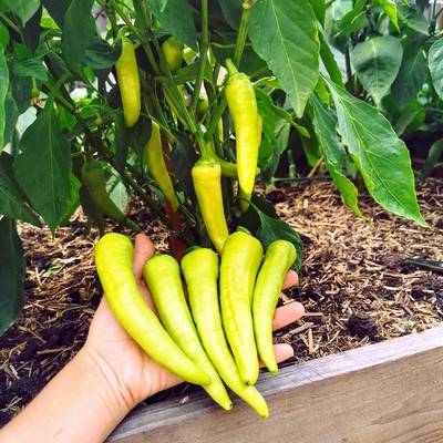 Growing Banana Peppers
