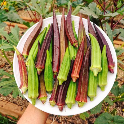 Okra Growing Tips