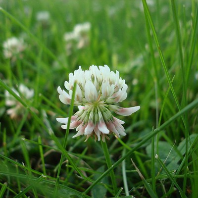 Image weeds