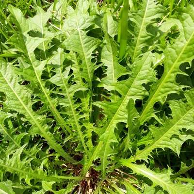 Image2 weeds