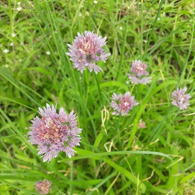 Image3 weeds