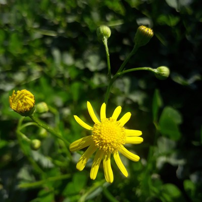 Image weeds