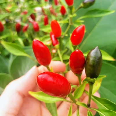 Chilli Image1
