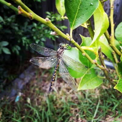 Image2 Pollination