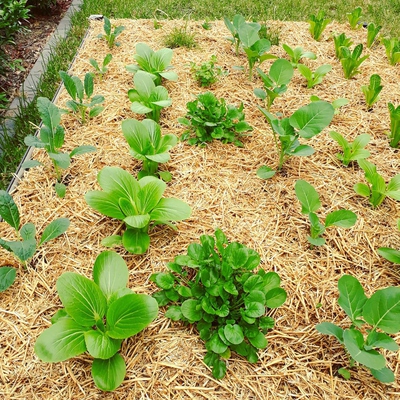 Image Mulch