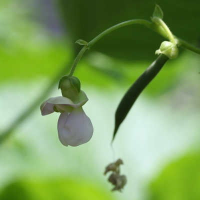 Beans Climbing Image2