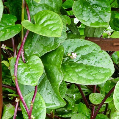 Climbing Spinach (Malabar) Image2