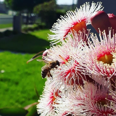 Image Pollination