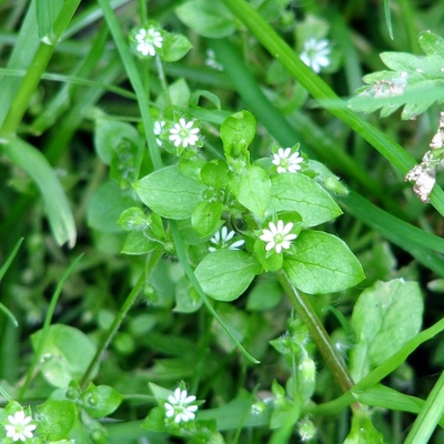 Image3 weeds