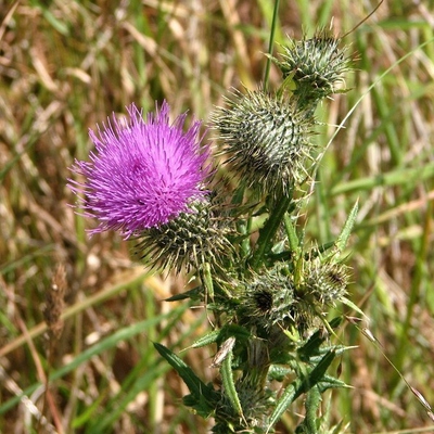 Image2 weeds