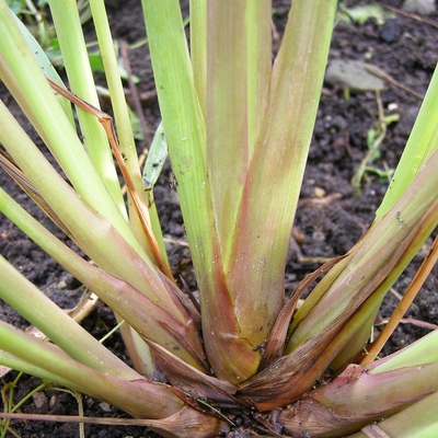 Lemon Grass Image2