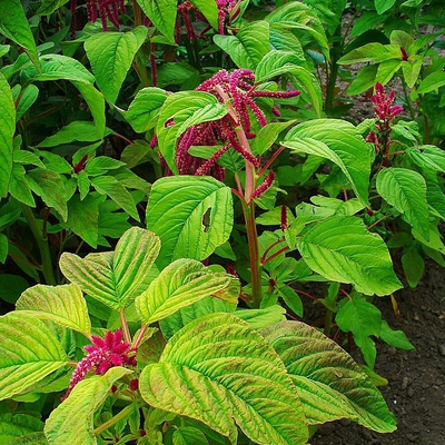 Amaranth Image1