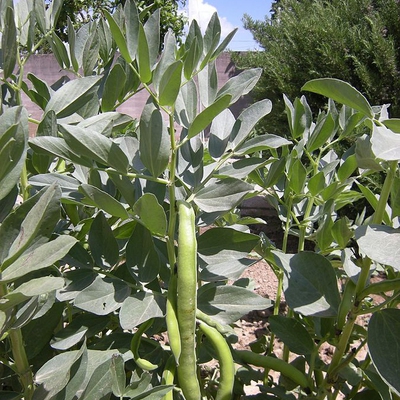 Broad Bean Image2