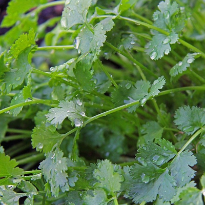 Coriander Image2