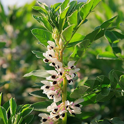 Broad Bean Image1