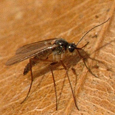 Image Aphid Midges