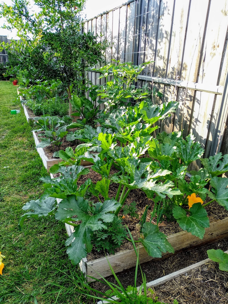 Image2 ediblegarden