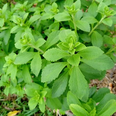 Image stevia