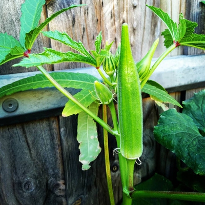 Okra Image1