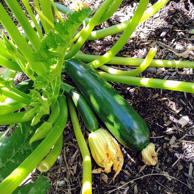 Image zucchini