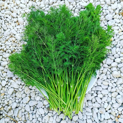 Dill Image1