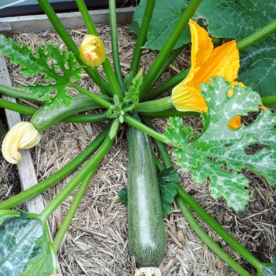 Zucchini Image2
