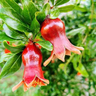 Pomegranate Image1