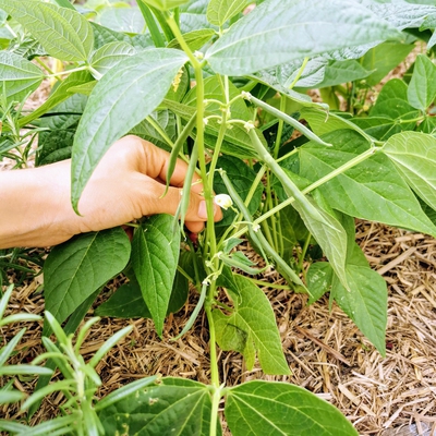 Beans Dwarf Image1