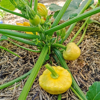 Patty Pan Squash Image1