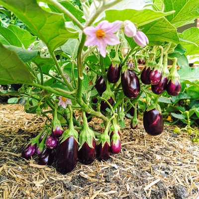 Image eggplant