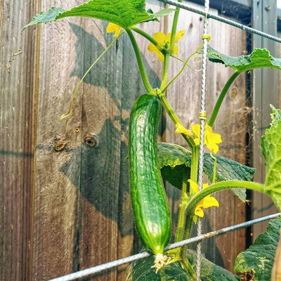 Image cucumber