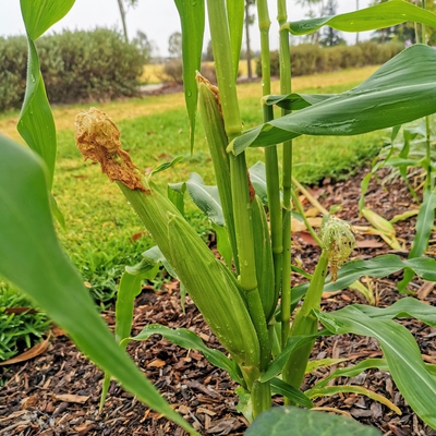 Image corn