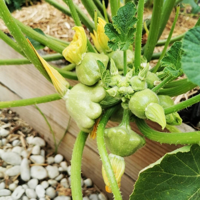 Patty Pan Squash Image2