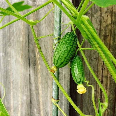 Cucamelon Image3