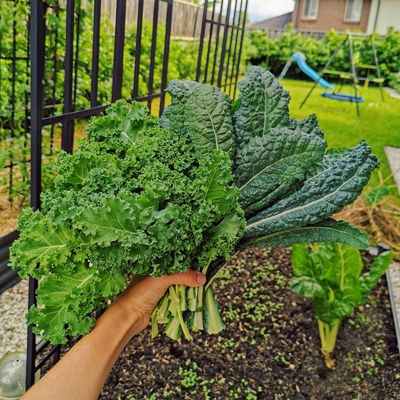 Kale Image3