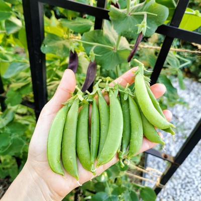 Sugar Snap Pea Image2