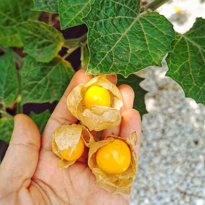 Cape Gooseberry Image3