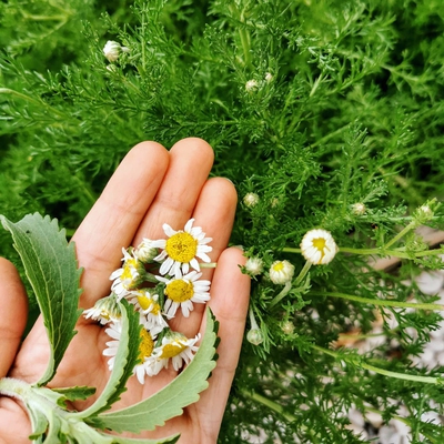 Image chamomile