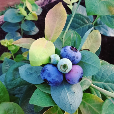 Image blueberry