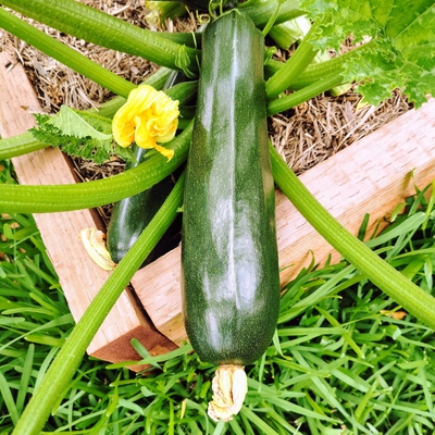 Image zucchini