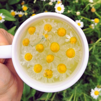 Chamomile Image2