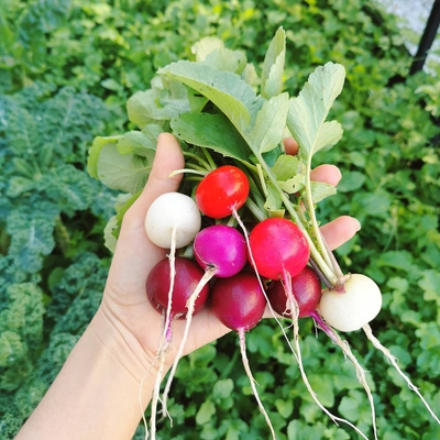 Image radish