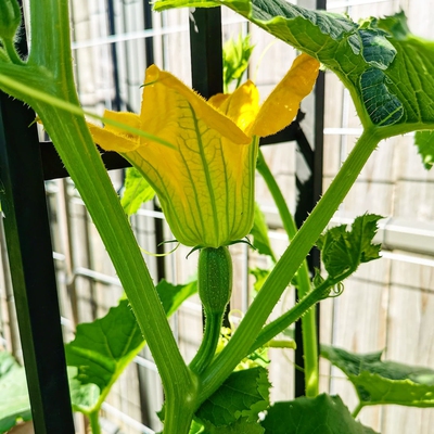 Spaghetti Squash Image3