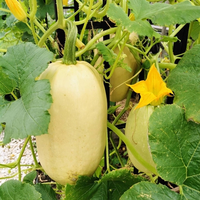 Spaghetti Squash Image1