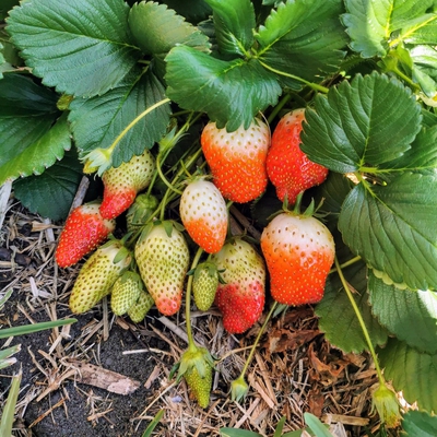 Image strawberry